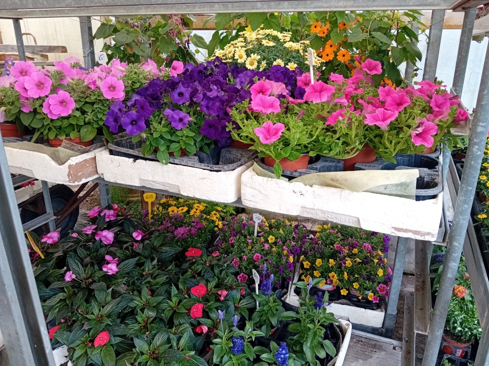 Blumen Mai 2