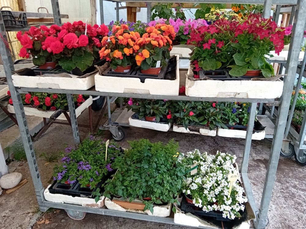 Blumen Mai1